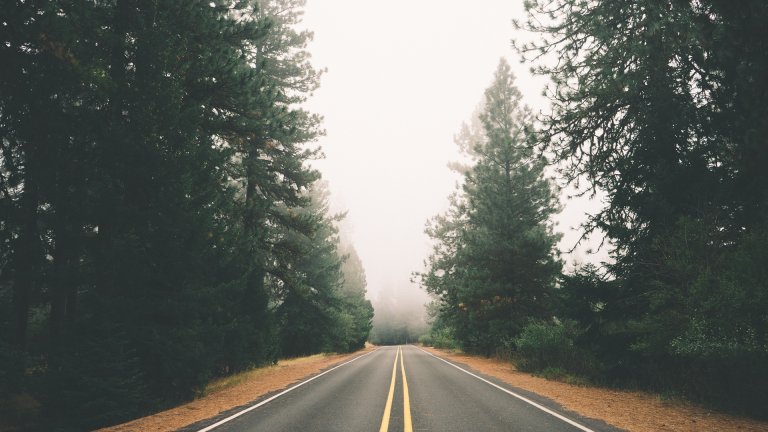 road-street-forest-fog