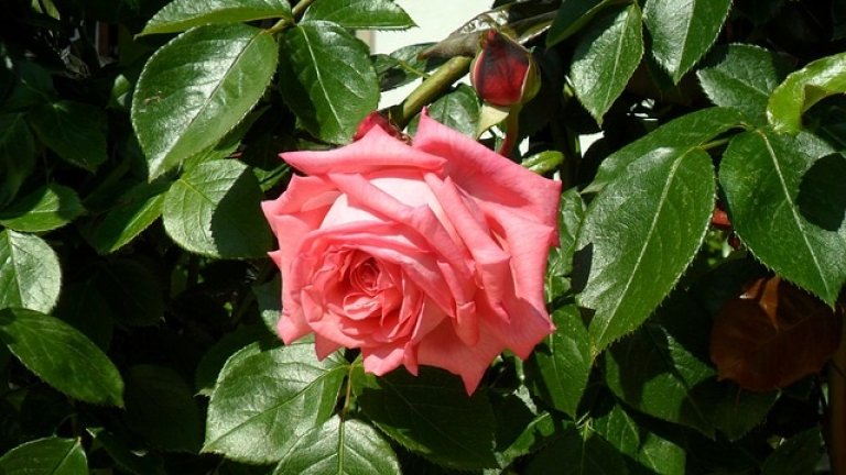 Производството на етерични масла: Свръхпредлагане и необходимост от редукция на площите