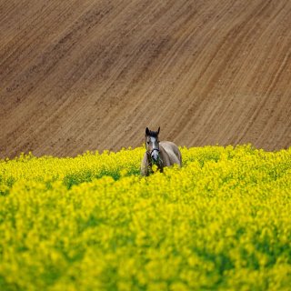 Ще успее ли Дания да продаде на скептичния ЕС идеята за зеленото земеделие?