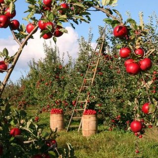 Определени са ставките по схемите за обвързано подпомагане за плодове и зеленчуци за Кампания 2022