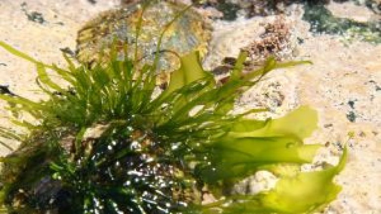 seaweed-1170752-m