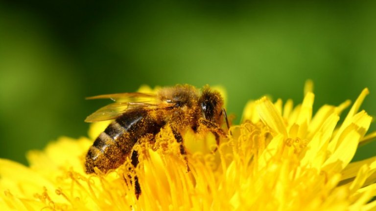 honey-bee-on-bloom-yellow-dandelion-700x466