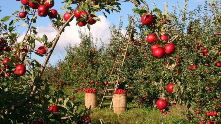 Фонд "Земеделие" с две нови програми за 4 млн. лева за организации на производители на плодове и зеленчуци