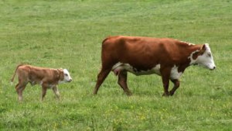 cow_and_calf