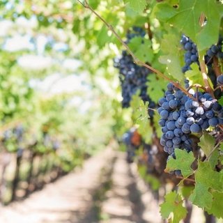 До 15 февруари се приемат заявления по две интервенции в лозаро-винарския сектор