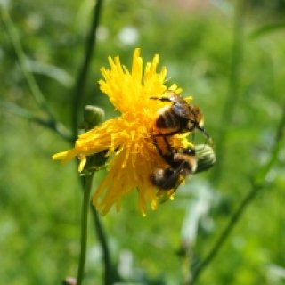Тръгва прием на документи по интервенциите в сектор "Пчеларство" за 2024 г.