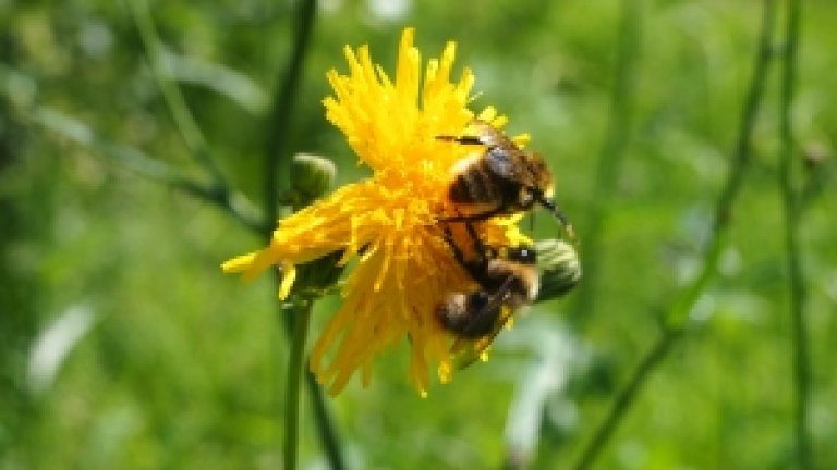 Тръгва прием на документи по интервенциите в сектор "Пчеларство" за 2024 г.