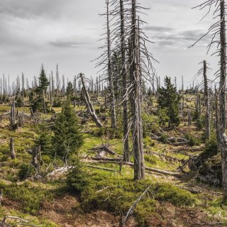 Светът изостава с изпълнението на целите за спиране на обезлесяването до 2030 г.