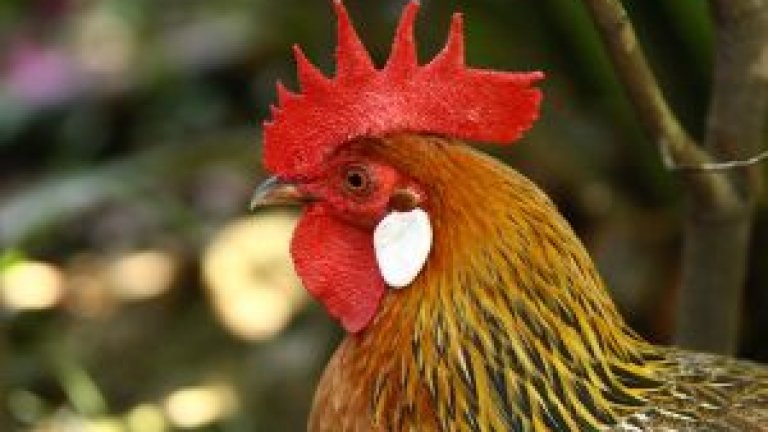 rooster-1-1149574-m