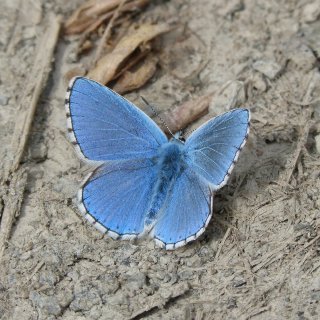 Трябва ли брандът ви да присъства в Bluesky?