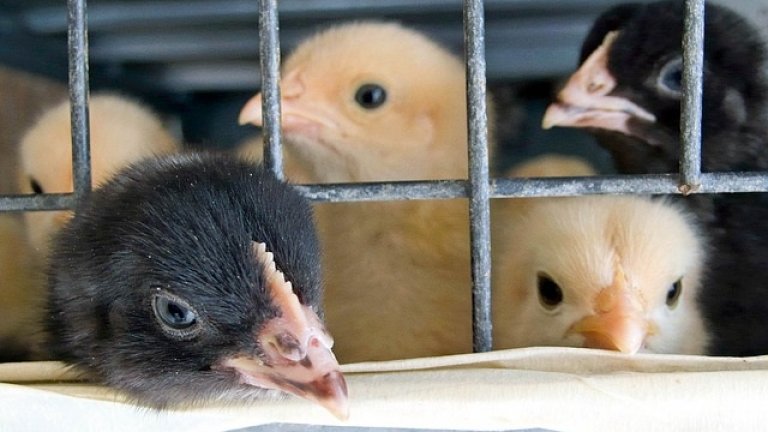 chicken-cage