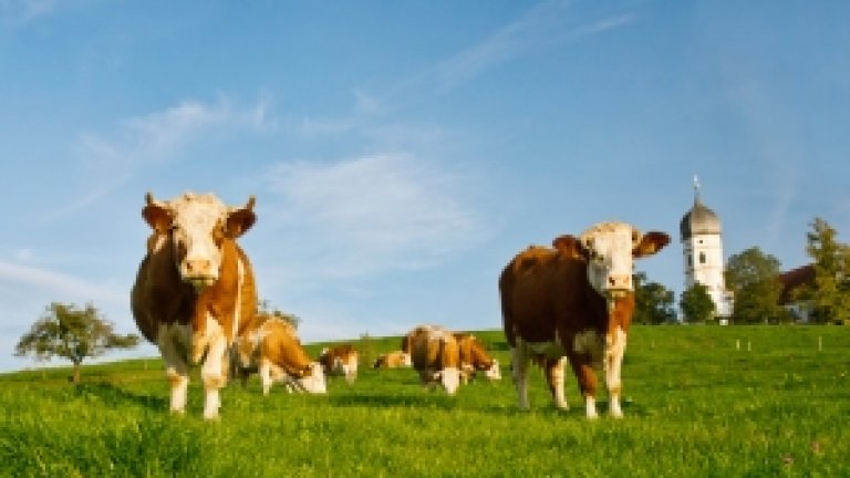 cow